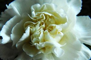 White carnation1.jpg